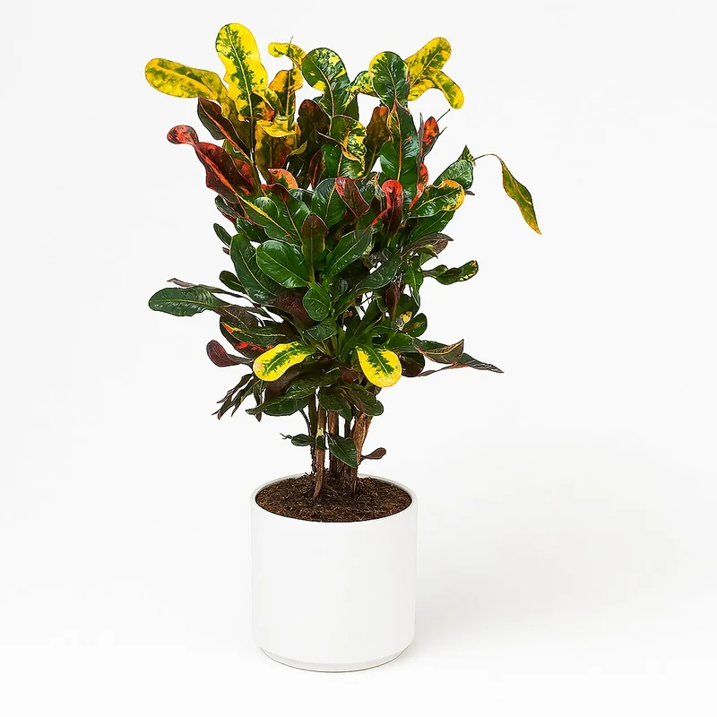 Croton Mammi