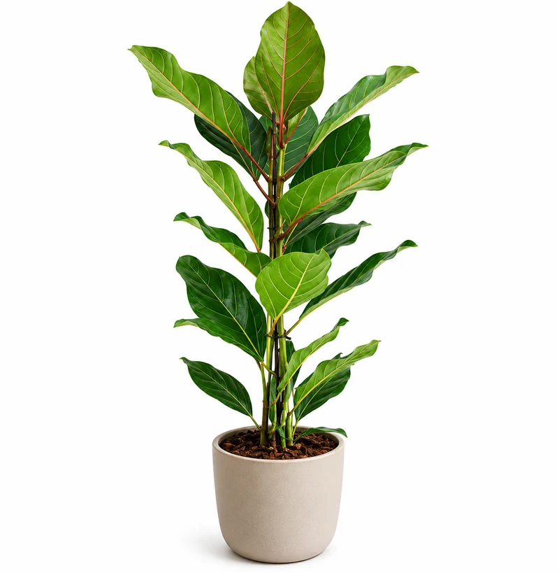 Ficus Benghalensis Joy