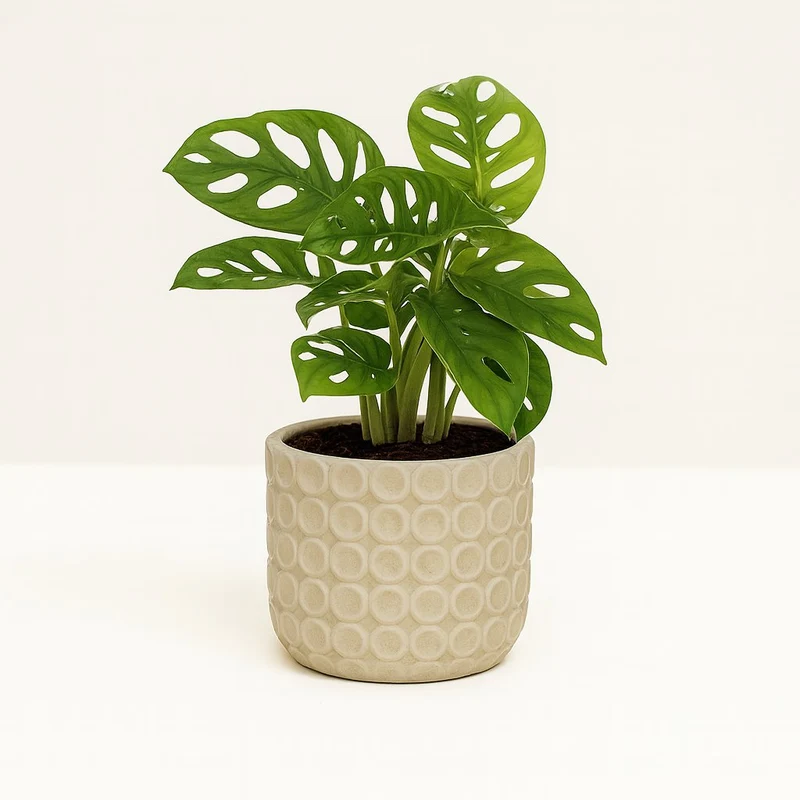 Monstera Monkey Leaf