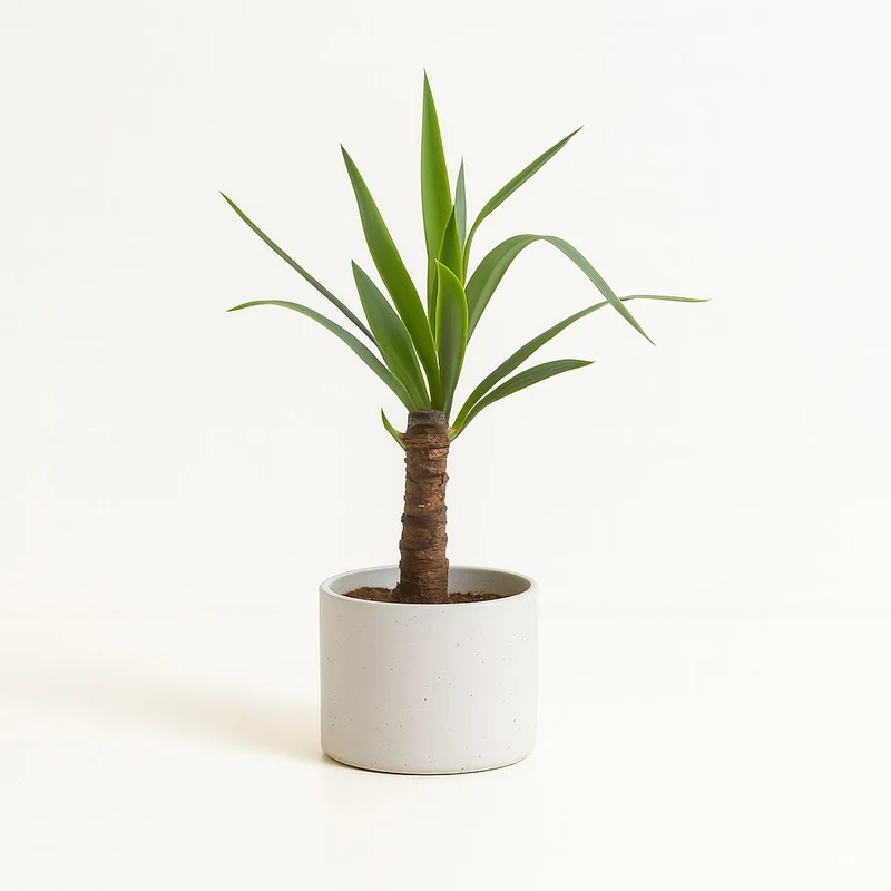 Yucca Elephantipes