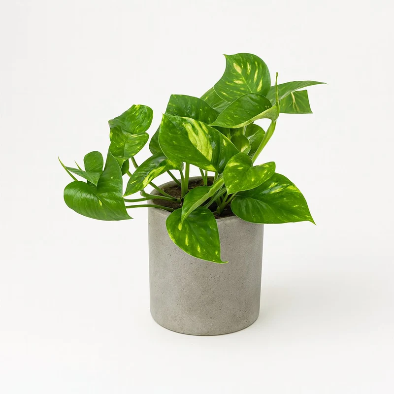 Epipremnum Aureum