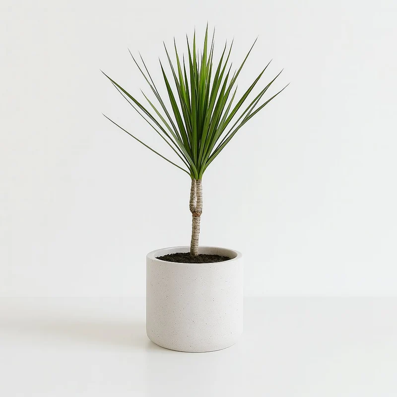 Dracaena Marginata