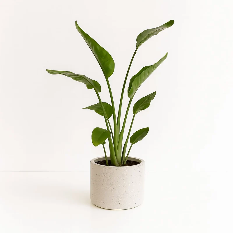 Strelitzia Nicolai