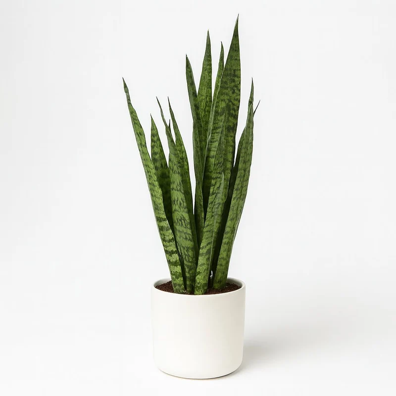 Sansevieria Zeylanica