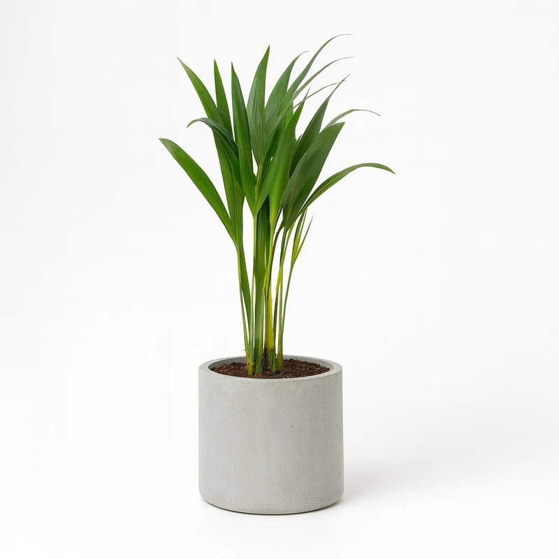 Dypsis Lutescens