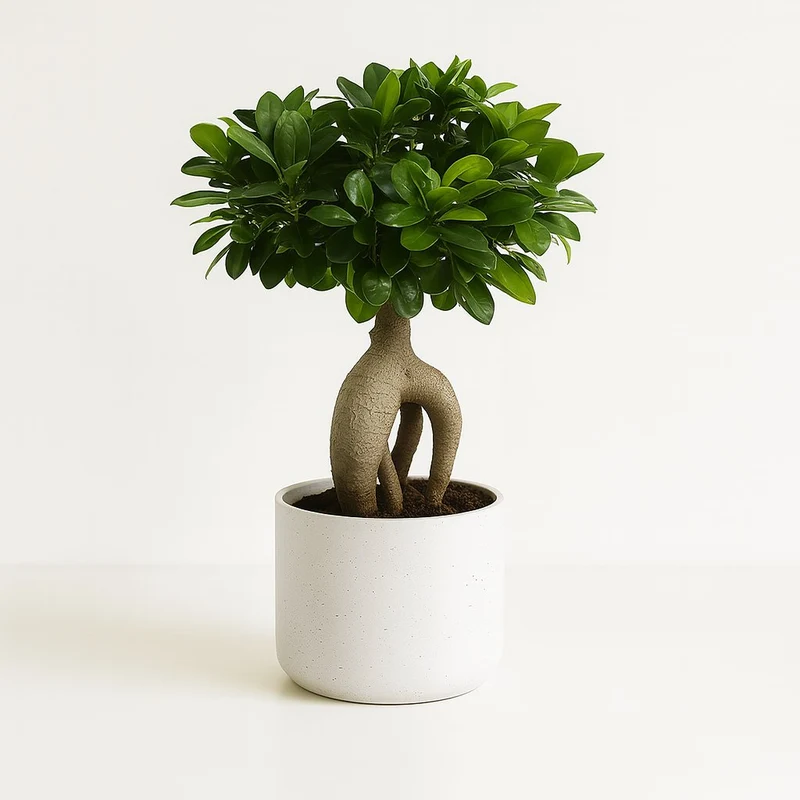 Ficus Ginseng