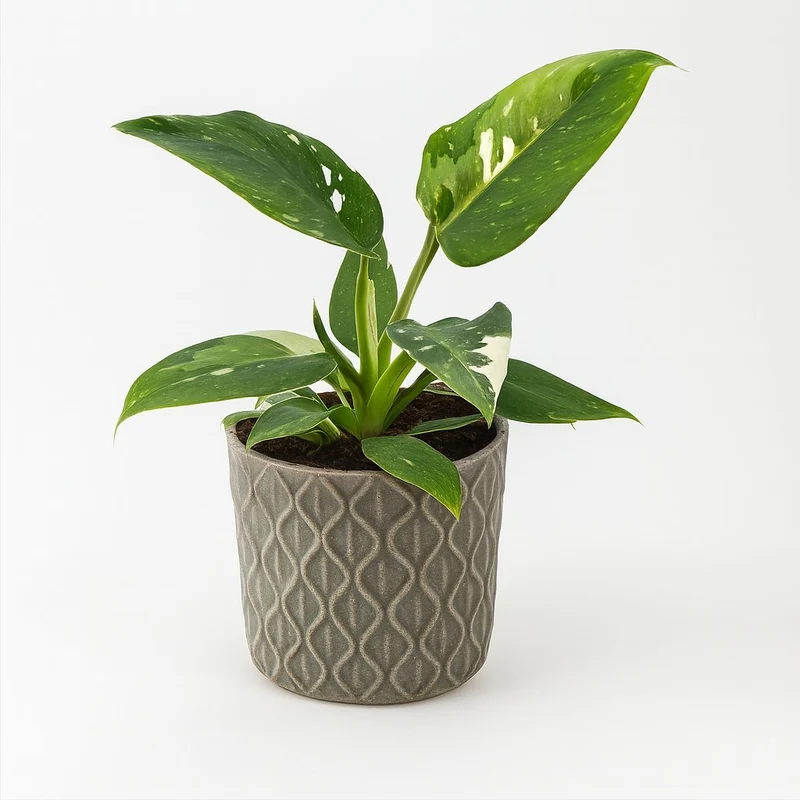 Philodendron White Princess