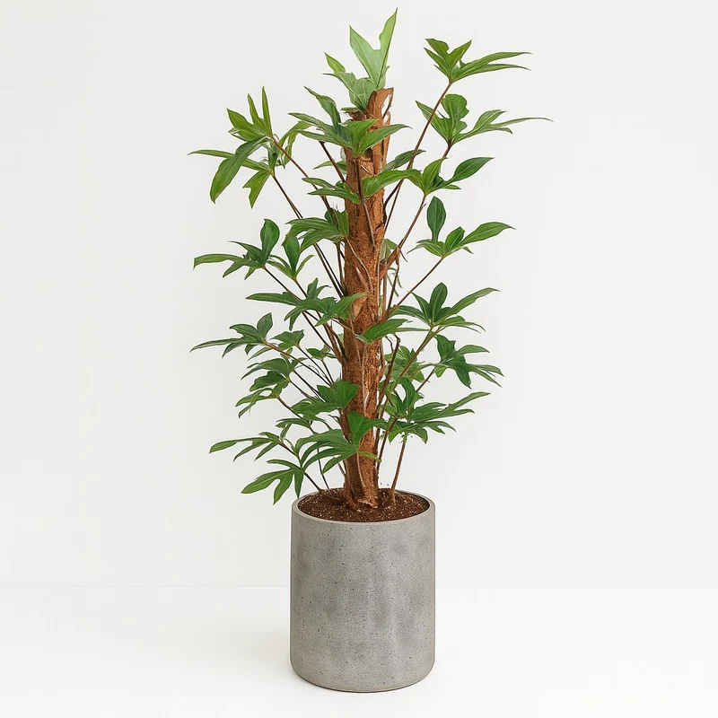 Philodendron Pedatum