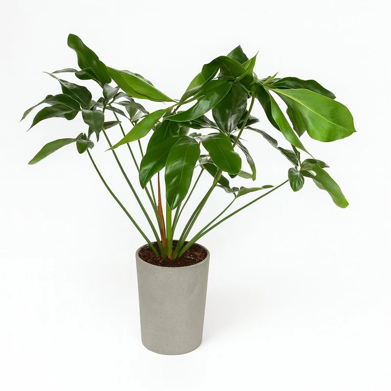 Philodendron Green Wonder