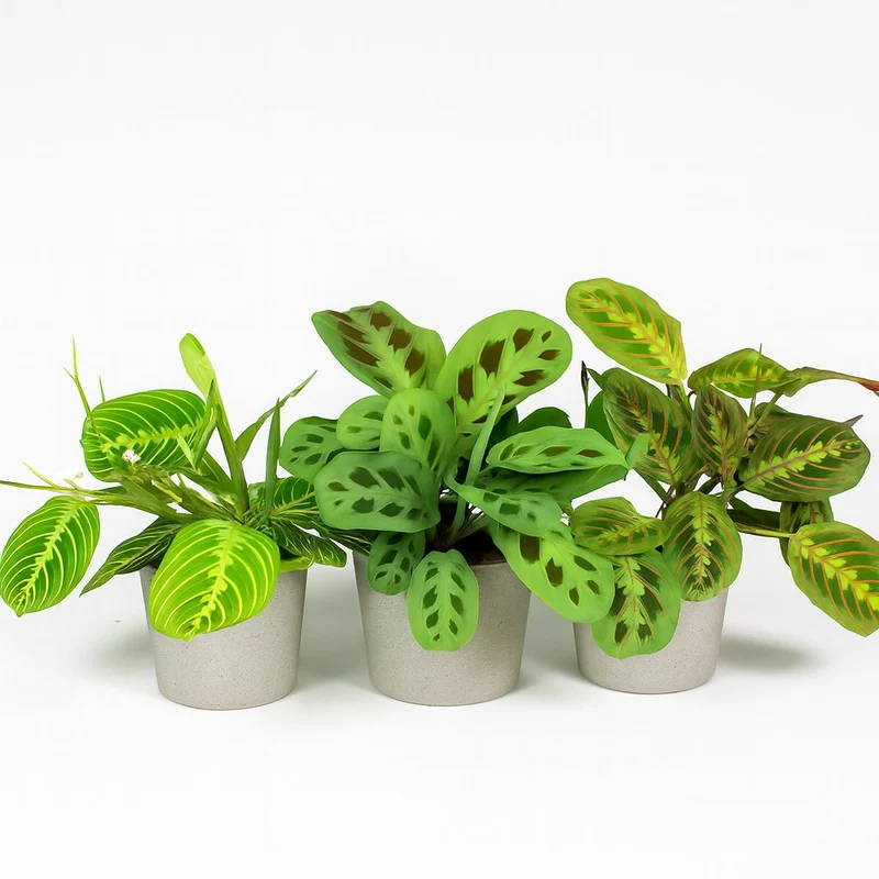 Maranta Leuconeura 'Fascinator' - 3 Sorten