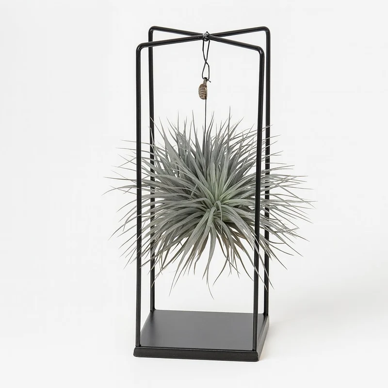 Tillandsia ionantha Abdita - 20cm