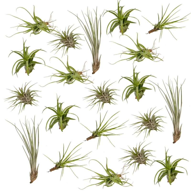 Tillandsia-Mix (20 Stück) - 6cm