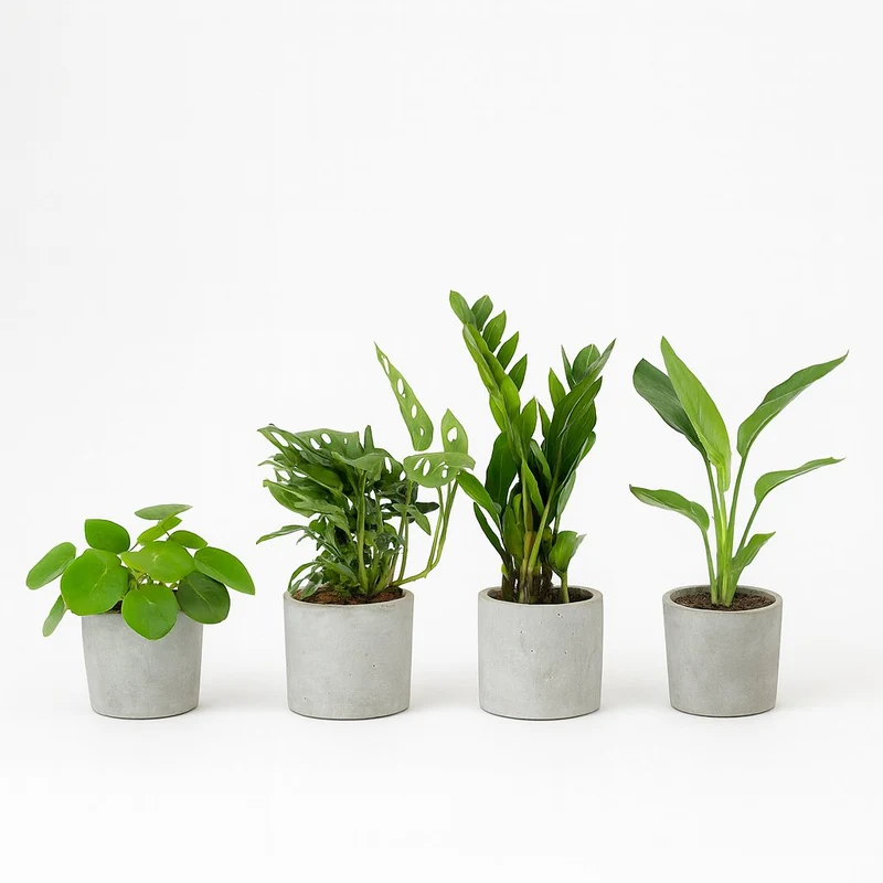Musthave Pflanzenbox (4 Stück) - 20-40cm