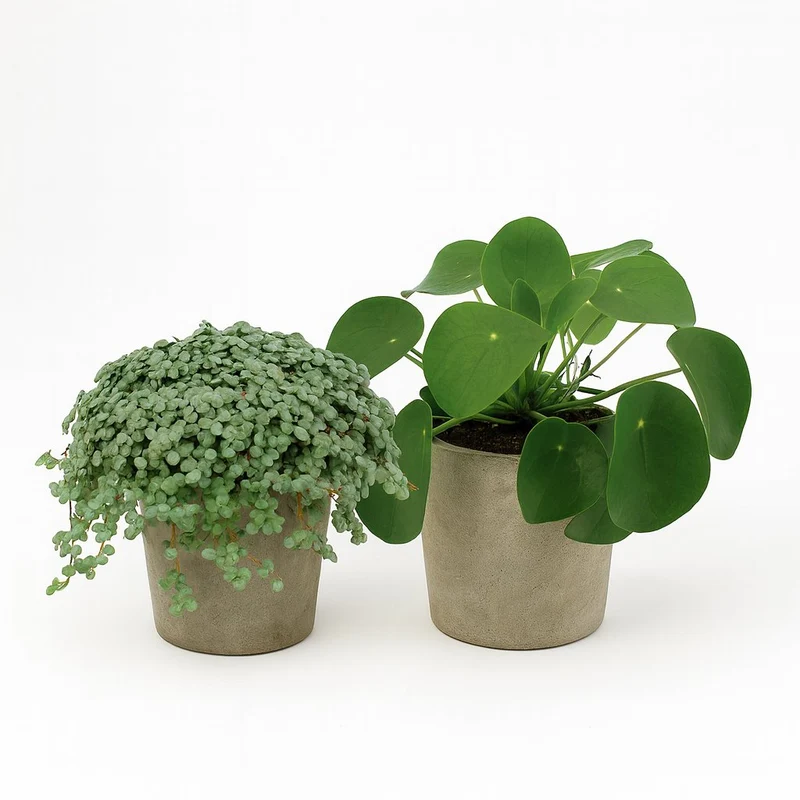Pilea Duo (2 Stück) - 15cm