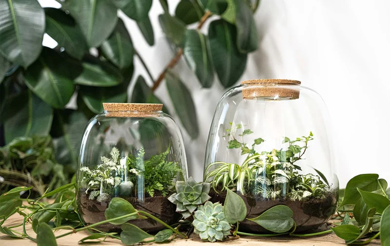 Emma - Bonsai Pink - Terrarium with light - Bottle garden DIY kit - Ø 23 cm ↑ 25 cm