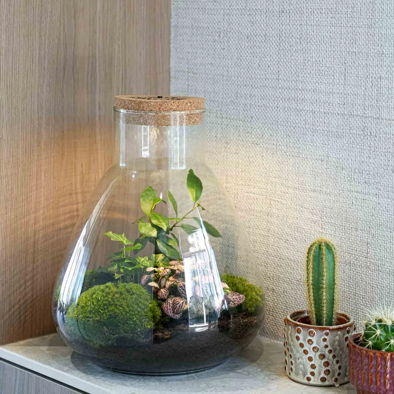'LOVE MOM' terrarium Sam + Engraved cork with light - Bottle garden DIY kit - Ø 24.5 cm ↑ 30 cm - Mother’s Day