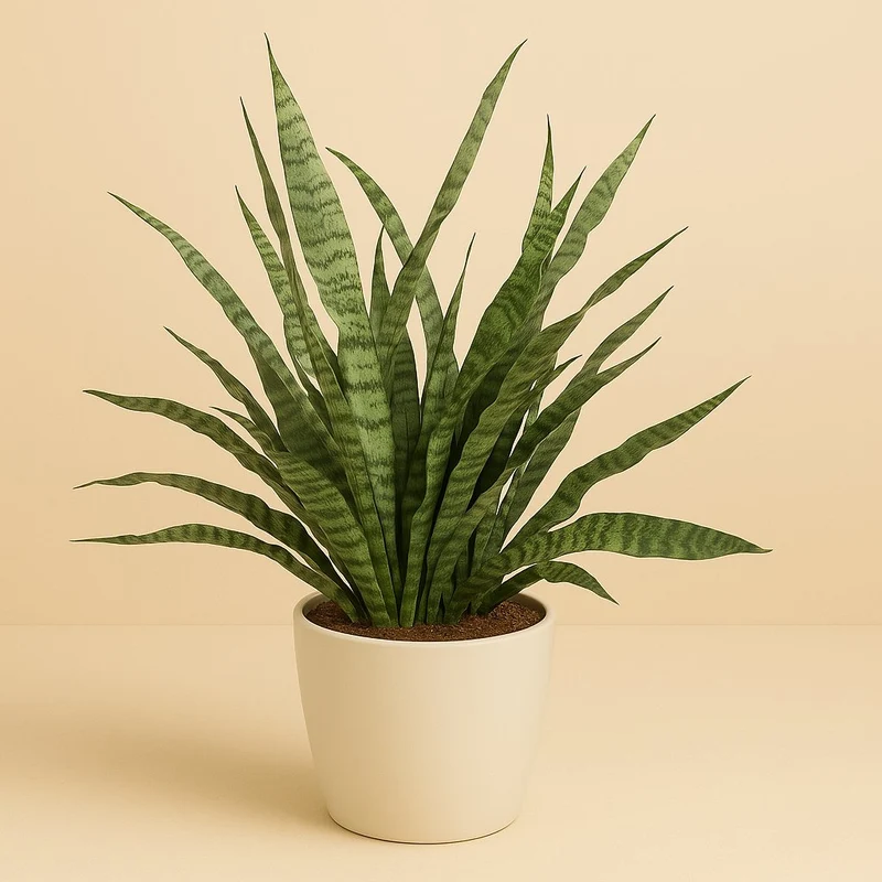 Sansevieria Diamond Green