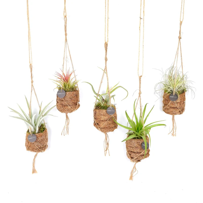 Kokodama Birdnest Tillandsia Mix - 8 Stück - 5cm
