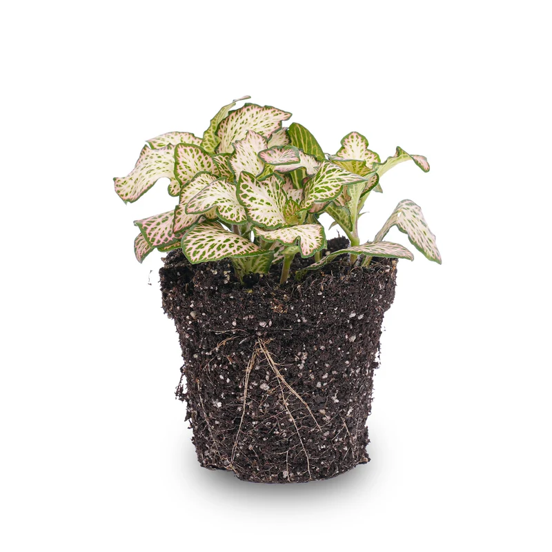 Fittonia Pink Tiger - Pink, white and Green - Mosaic plant
