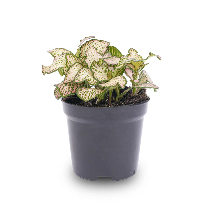 Fittonia Pink Tiger - Pink, white and Green - Mosaic plant