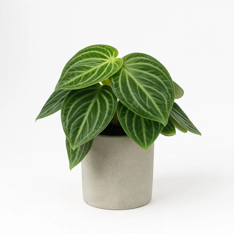 Peperomia Sarcophylla - 25cm