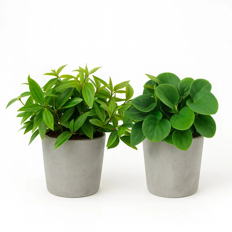 Peperomia Duo - 2 Stück - 15cm