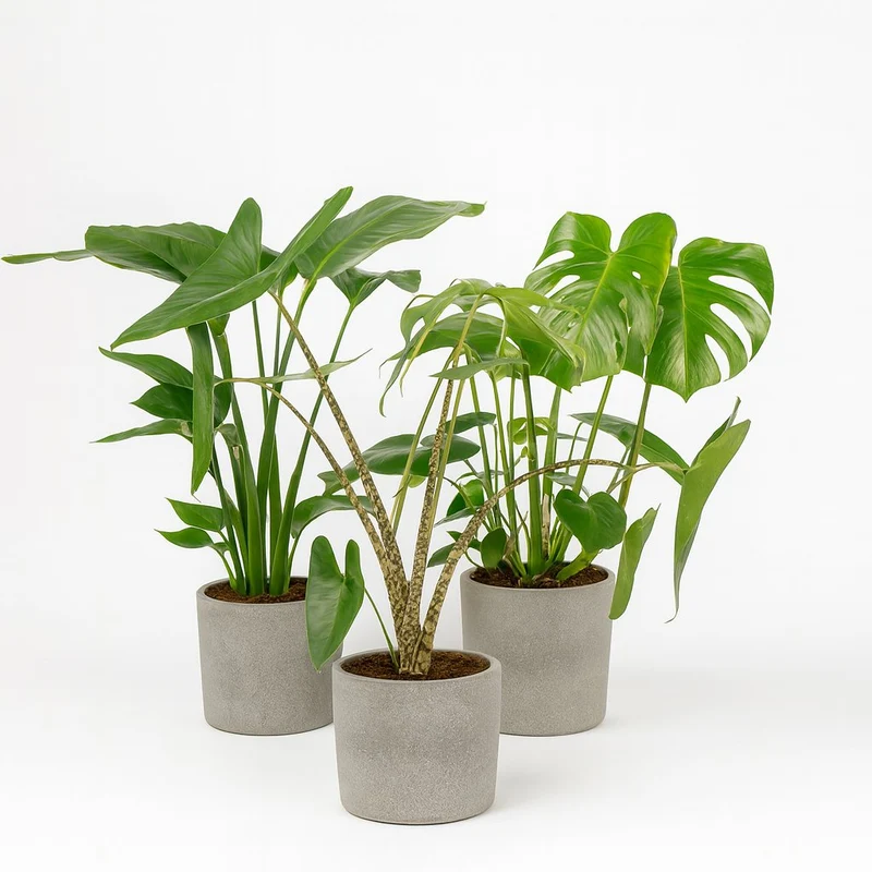 Pflanzenset "Urban Jungle Trio" (3 Stück) - 75cm