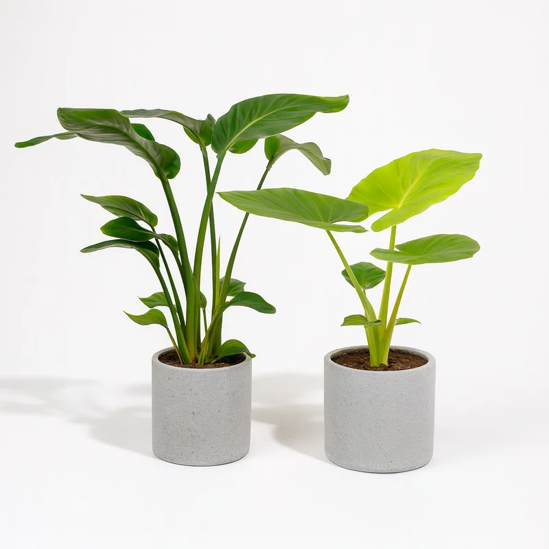 Strelitzia Nicolai - 85cm und Alocasia Macrorrhiza - 70cm
