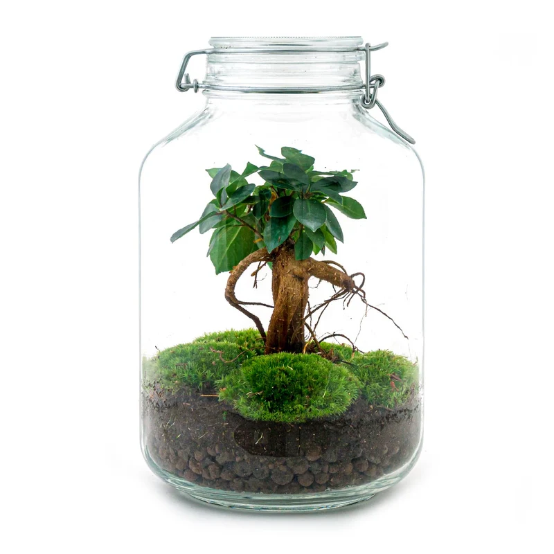 Jar Bonsai - Terrarium - Bottle garden DIY kit - Ø 18 cm ↑ 28 cm (Copy)