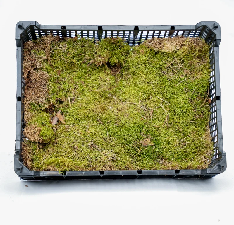 Flat moss - Dried - approx. 30 x 20 cm - 1 Box