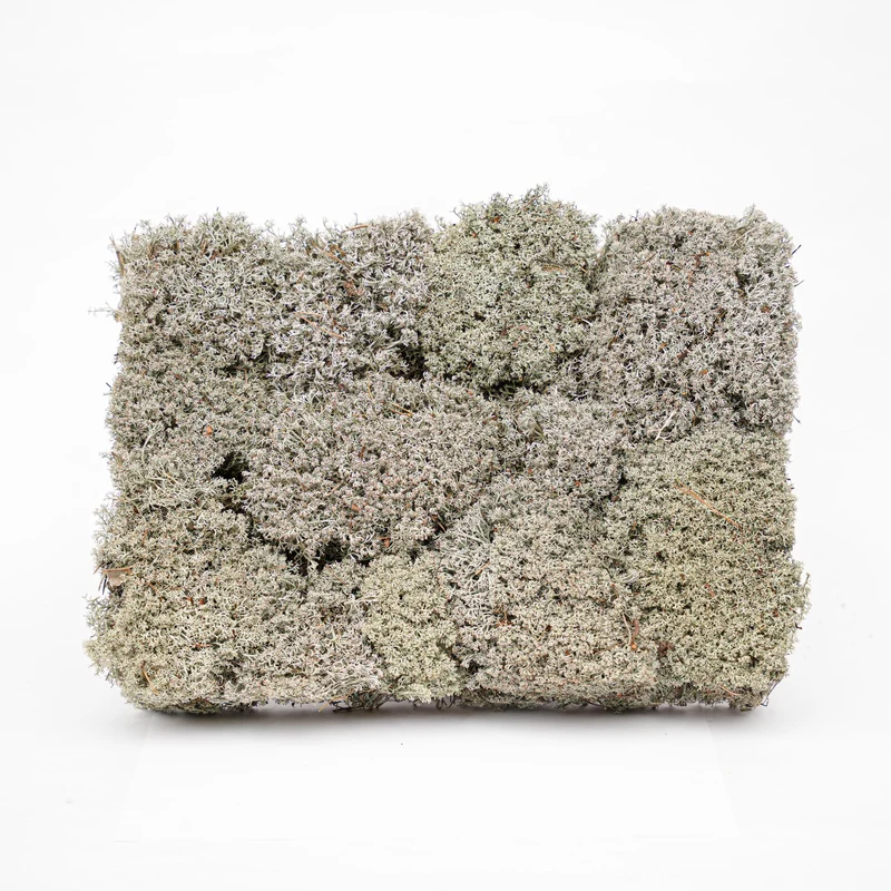Silver moss - Tray - 2 layers of 20 x 30 x 10 cm - Real moss