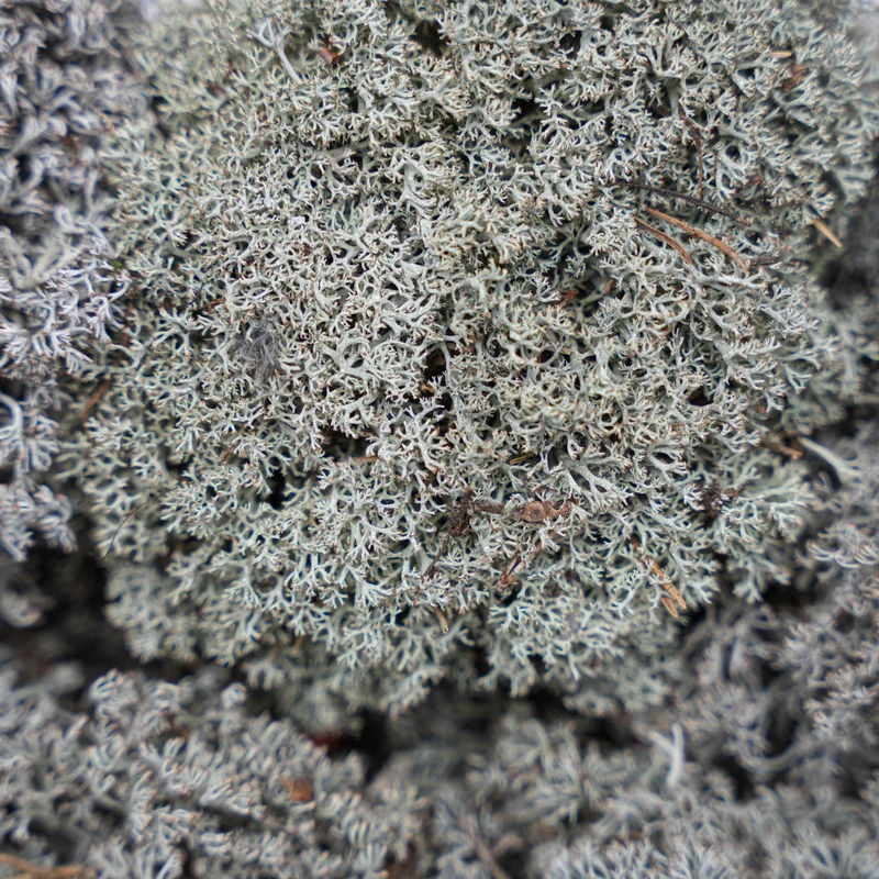 Silver moss - Tray - 2 layers of 20 x 30 x 10 cm - Real moss