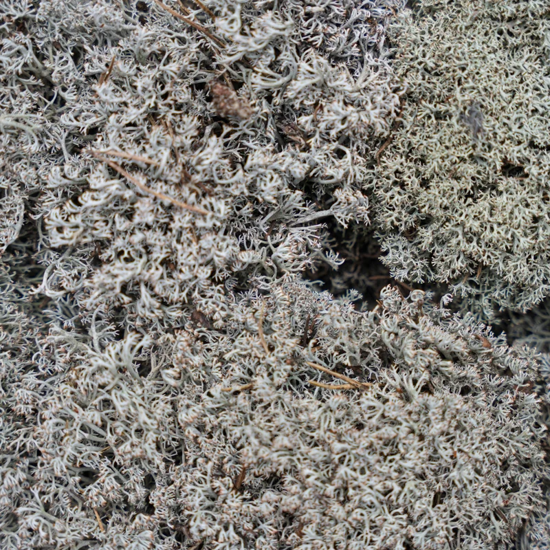 Silver moss - Tray - 2 layers of 20 x 30 x 10 cm - Real moss