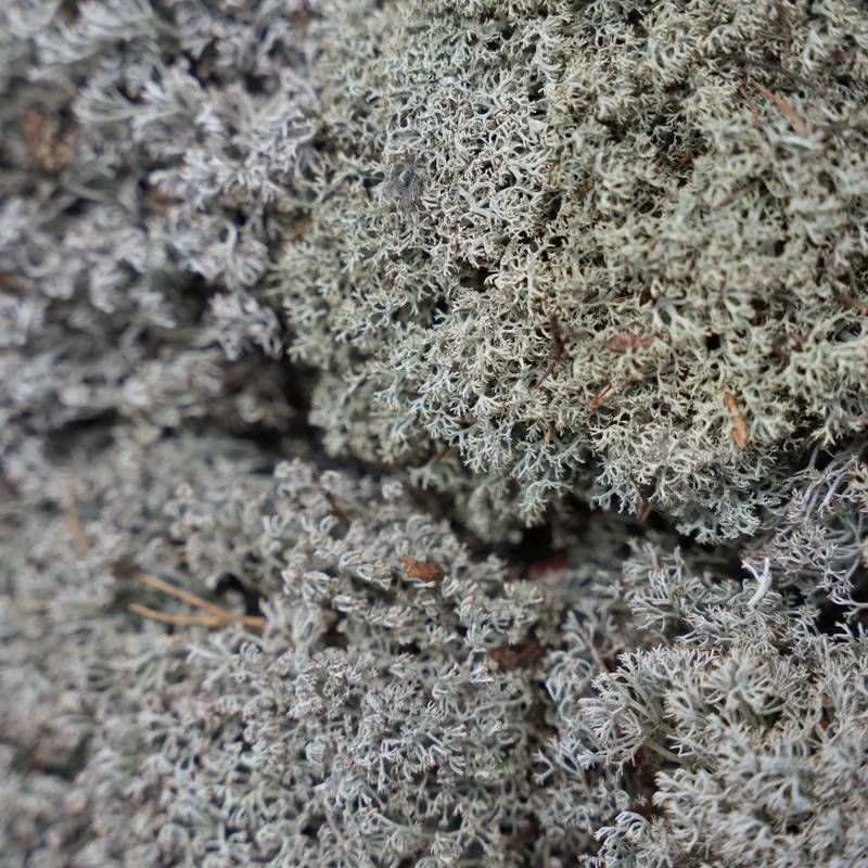 Silver moss - Tray - 2 layers of 20 x 30 x 10 cm - Real moss