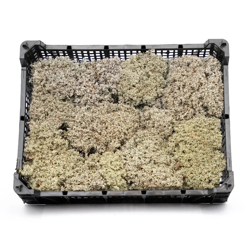 Silver moss - Tray - 2 layers of 20 x 30 x 10 cm - Real moss
