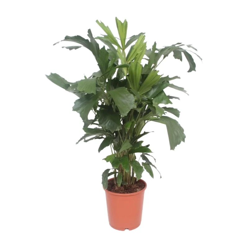 Caryota Mitis (Fishtail Palm) ↑ 110 cm
