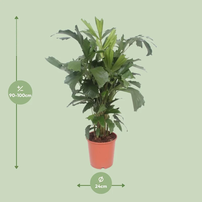 Caryota Mitis (Fishtail Palm) ↑ 110 cm
