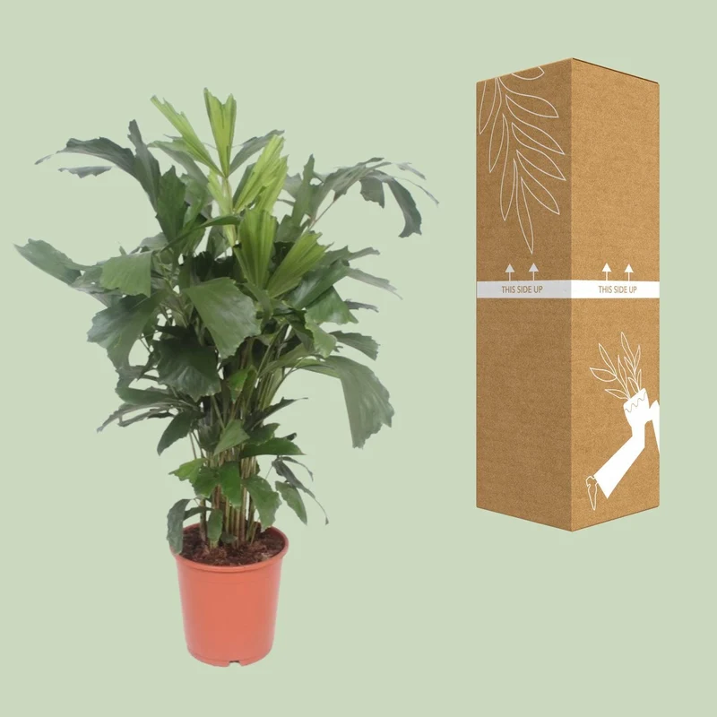Caryota Mitis (Fishtail Palm) ↑ 110 cm