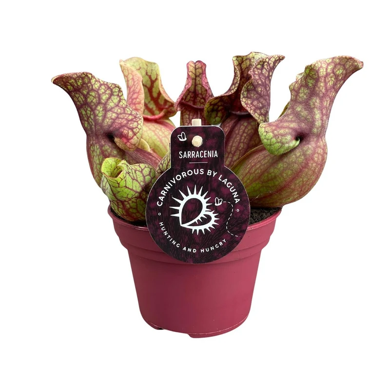 Sarracenia Venosa (Venosa Pitcher Plant) ↑ 20 cm