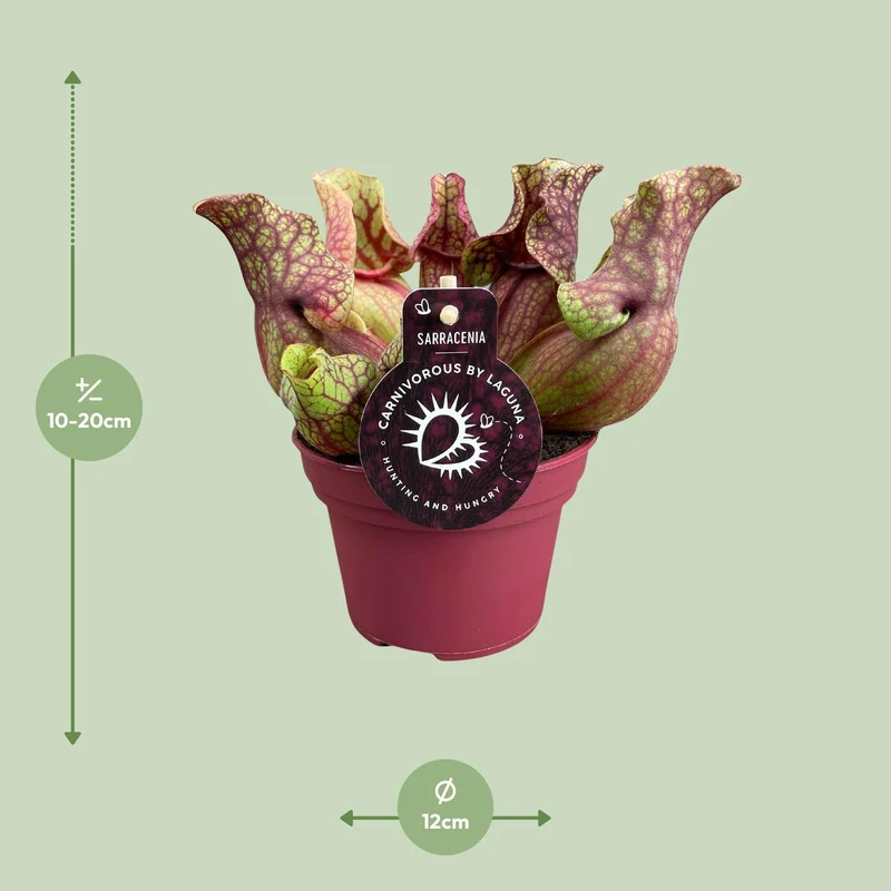 Sarracenia Venosa (Venosa Pitcher Plant) ↑ 20 cm