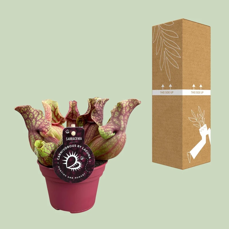 Sarracenia Venosa (Venosa Pitcher Plant) ↑ 20 cm