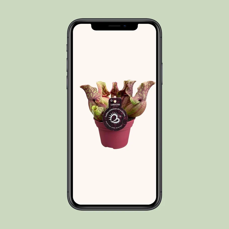 Sarracenia Venosa (Venosa Pitcher Plant) ↑ 20 cm