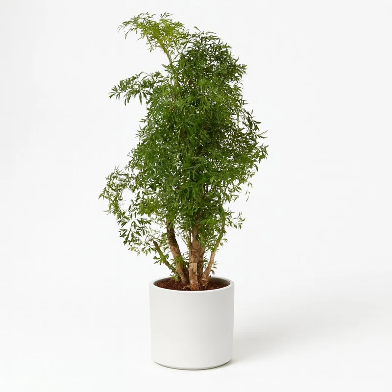 Polyscias Hawaiiana Ming