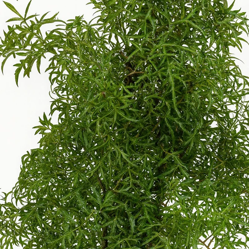 Polyscias Hawaiiana Ming
