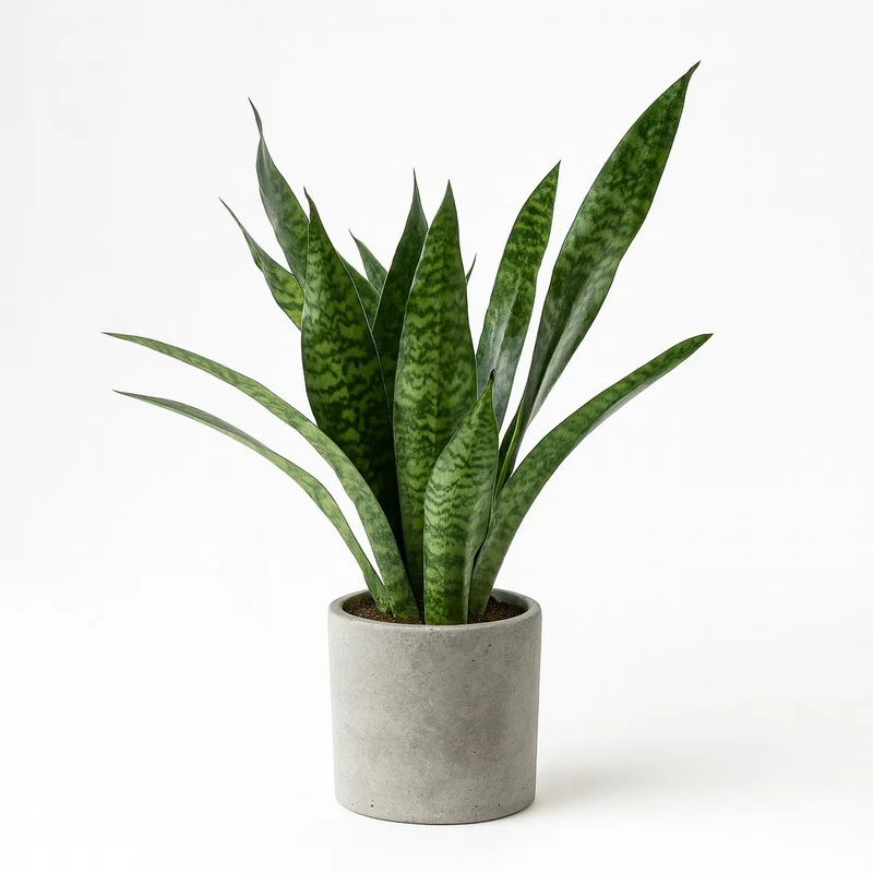 Sansevieria Aubrytniana Dragon