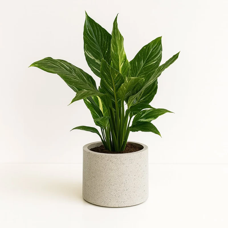 Spathiphyllum Diamond - 40cm