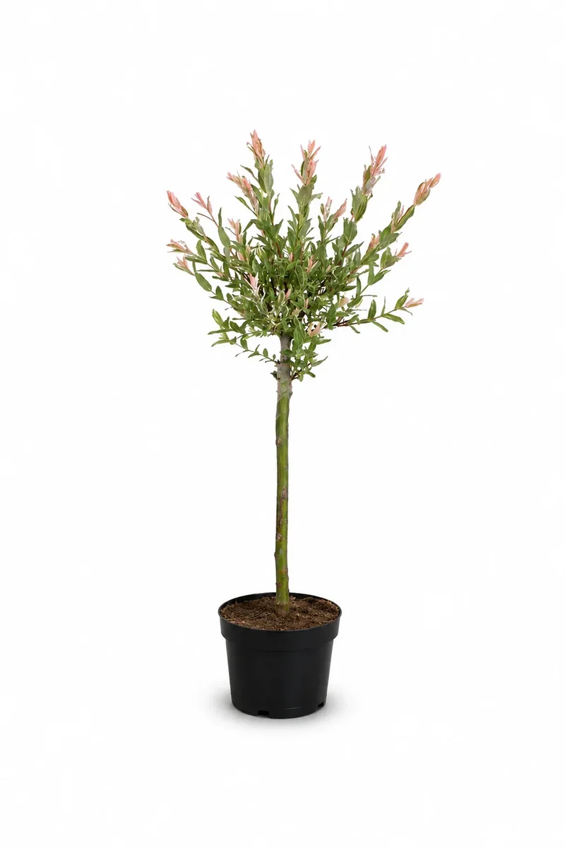 Harlekinweide - Flamingo-Weide Salix Integra