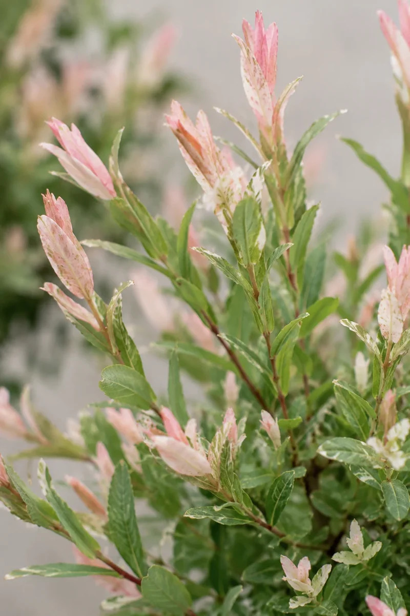Harlekinweide - Flamingo-Weide Salix Integra