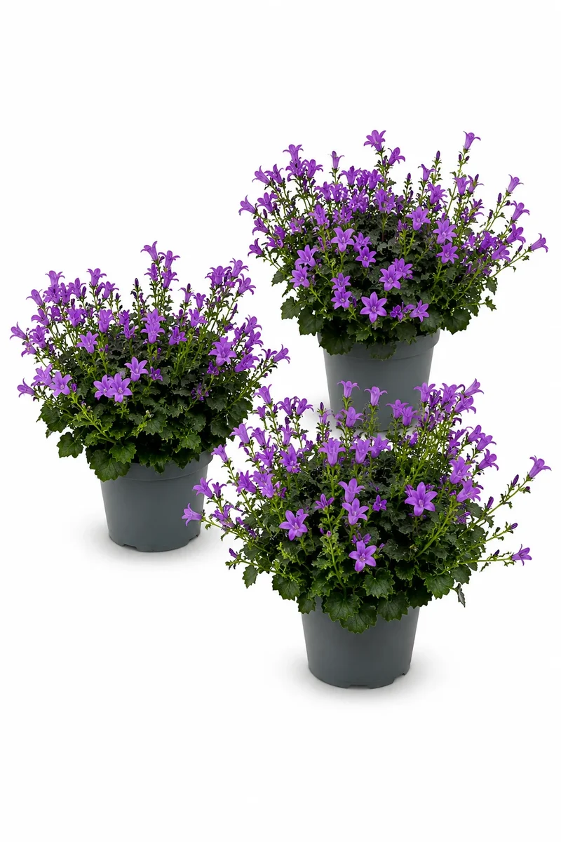 Glockenblume Campanula Ambella Violett – 3er-Set