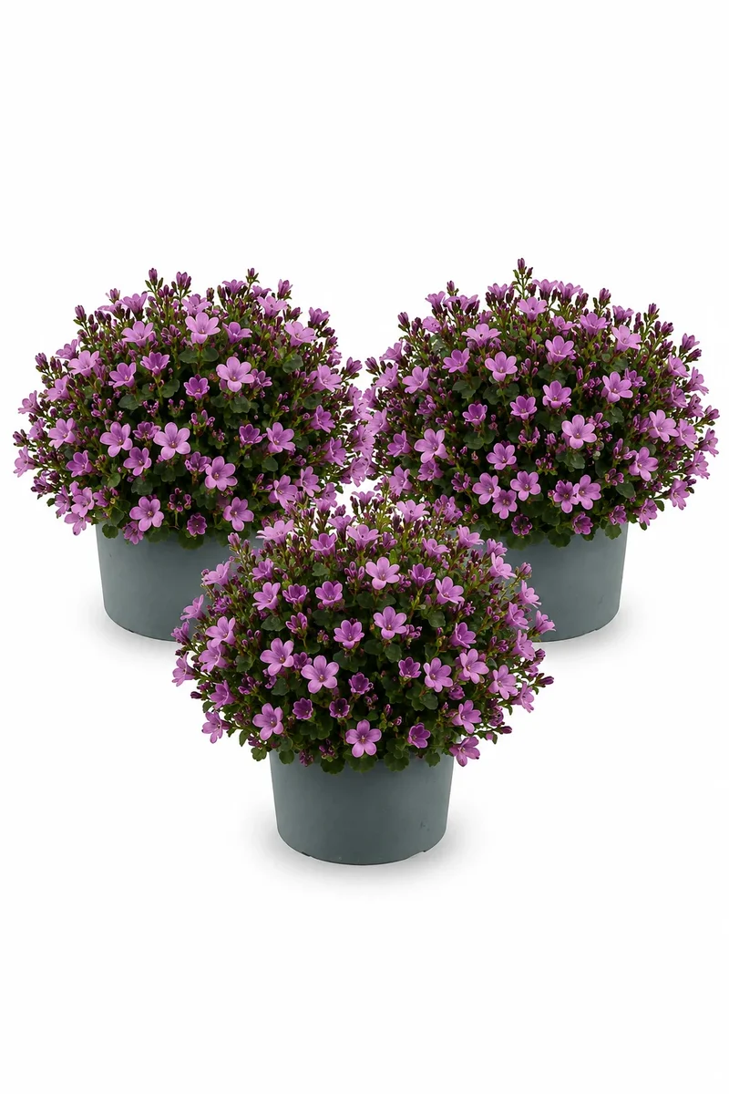 Glockenblume Campanula Ambella Pink – 3er-Set